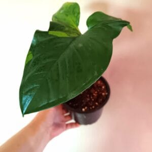 Syngonium Aurea (Muulinkultakorva)