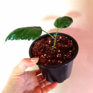 Hibiscus rosa-sinensis (Kiinanruusu)