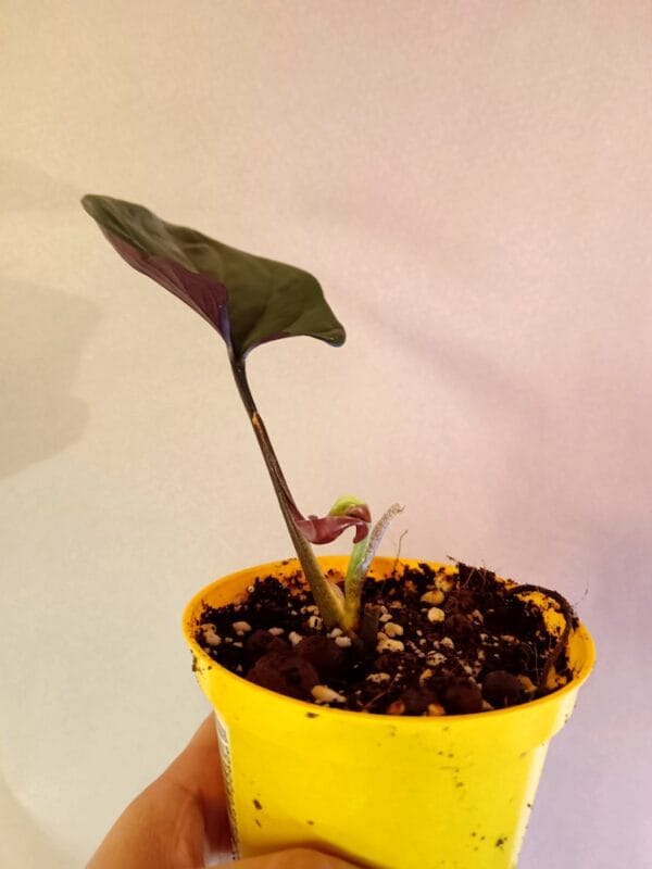 Syngonium Red Arrow (Kultakorva)