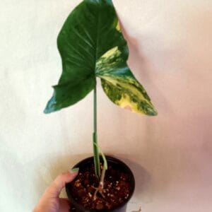 Syngonium Aurea (Muulinkultakorva)
