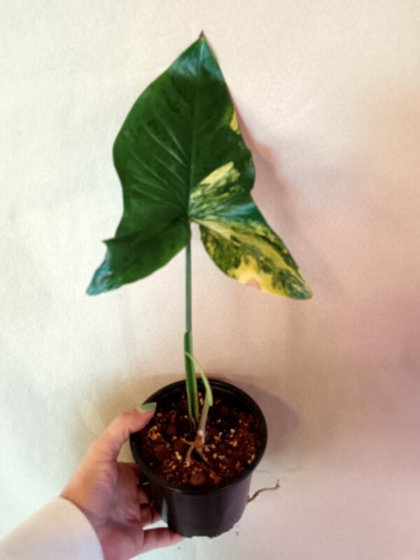 Syngonium Aurea (Muulinkultakorva)