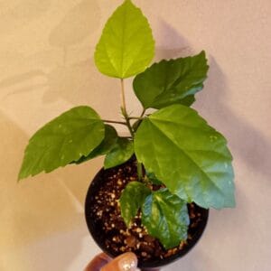 Hibiscus rosa-sinensis (Kiinanruusu)