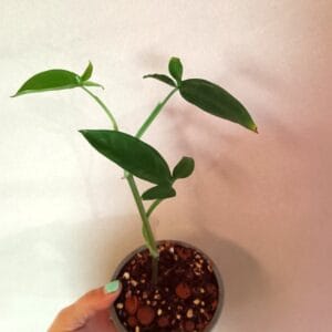 Syngonium auritum Trileaf Wonder (Aasinkultakorva)