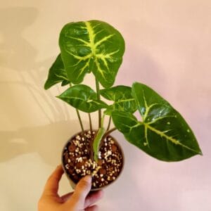 Syngonium Panda (Muulinkultakorva)