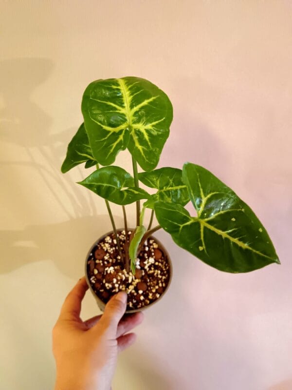 Syngonium Panda (Muulinkultakorva)