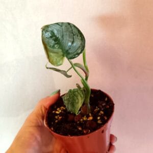 Philodendron brandtianum (Köynnösvehka)
