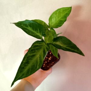 Syngonium angustatum (Kultakorva)