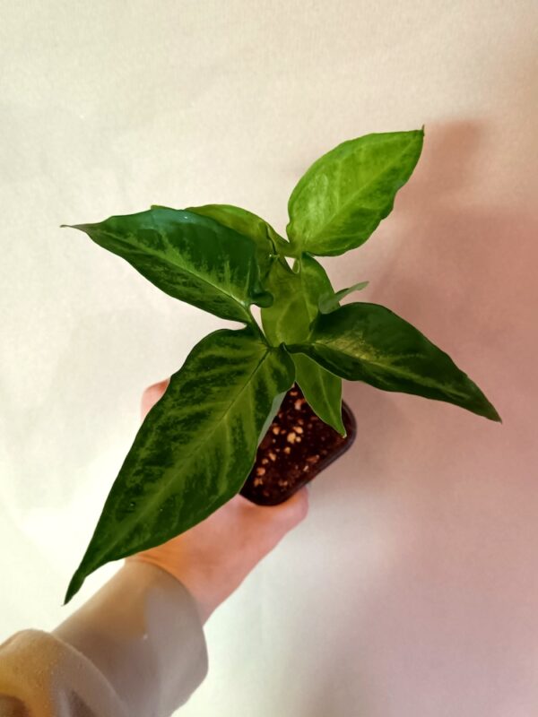 Syngonium angustatum (Kultakorva)
