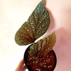 Begonia corallina (Enkelinsiipi)