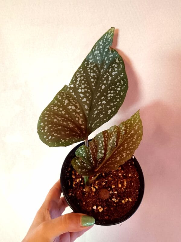 Begonia corallina (Enkelinsiipi)
