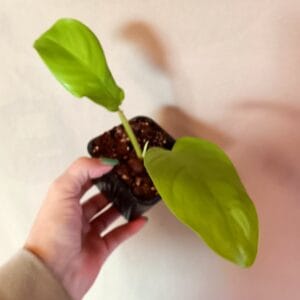 Philodendron domesticum Lemon Lime (Köynnösvehka)