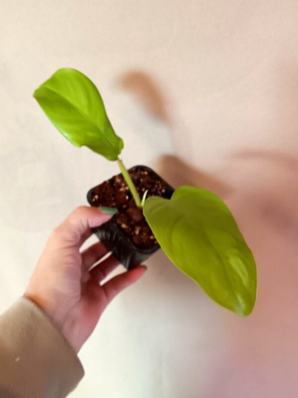 Philodendron domesticum Lemon Lime (Köynnösvehka)