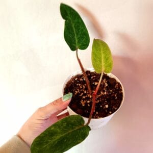 Philodendron Painted Lady (Köynnösvehka)