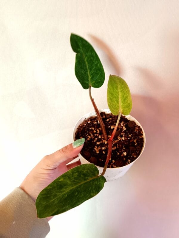 Philodendron Painted Lady (Köynnösvehka)