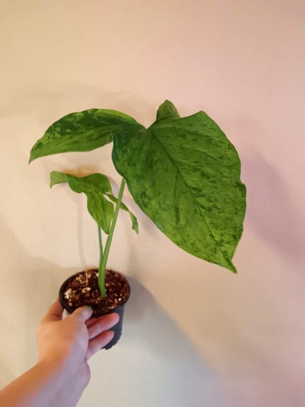 Syngonium Mottled (Muulinkultakorva)
