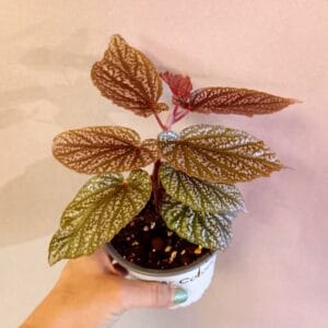 Begonia Pink Polka Dot