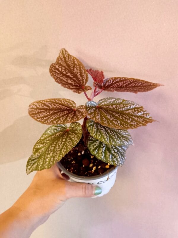 Begonia Pink Polka Dot