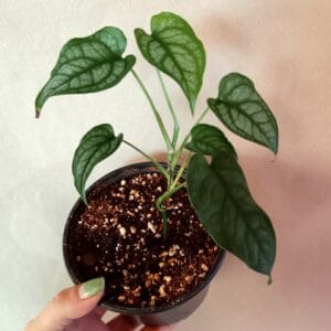 Monstera siltepecana