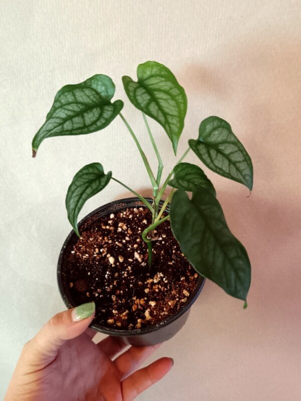 Monstera siltepecana