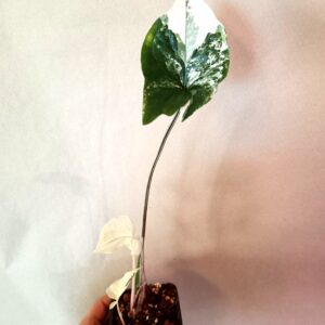 Syngonium Albo Variegata (Muulinkultakorva)