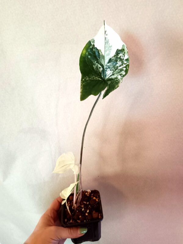Syngonium Albo Variegata (Muulinkultakorva)