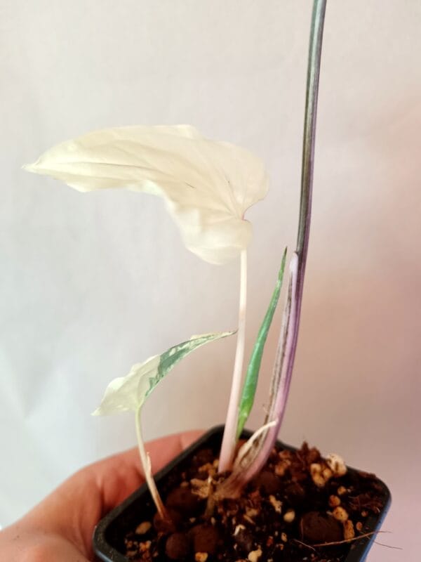 Syngonium Albo Variegata (Muulinkultakorva) - Image 2