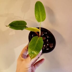 Philodendron Painted Lady (Köynnösvehka)