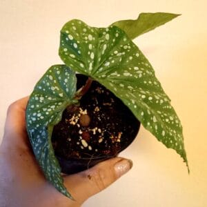 Begonia corallina (Enkelinsiipi)