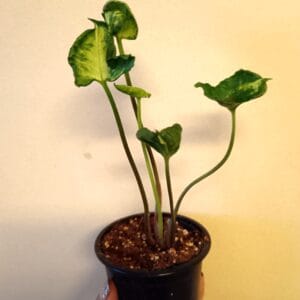 Syngonium Godzilla (Muulinkultakorva)