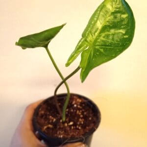 Syngonium Panda (Muulinkultakorva)