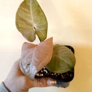 Syngonium Pink Spot (Muulinkultakorva)