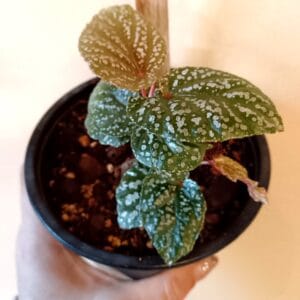 Begonia Pink Polka Dot