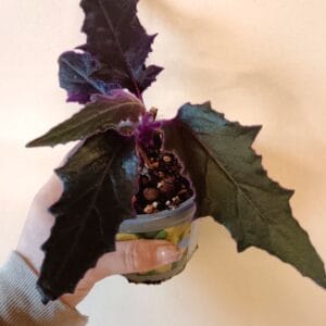 Gynura auratiaca (Samettilehti)