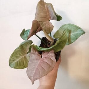 Syngonium Pink Spot (Muulinkultakorva)