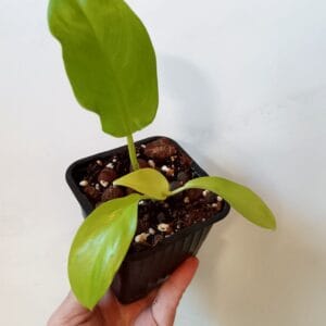 Philodendron domesticum Lemon Lime (Köynnösvehka)