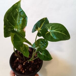 Syngonium Panda (Muulinkultakorva)