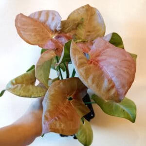 Syngonium Pink Spot (Muulinkultakorva)
