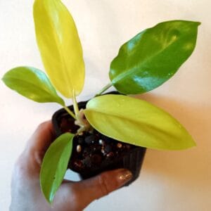 Philodendron domesticum Lemon Lime (Köynnösvehka)