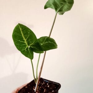 Syngonium Panda (Muulinkultakorva)