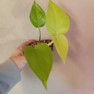 Epipremnum Neon (Kultaköynnös)