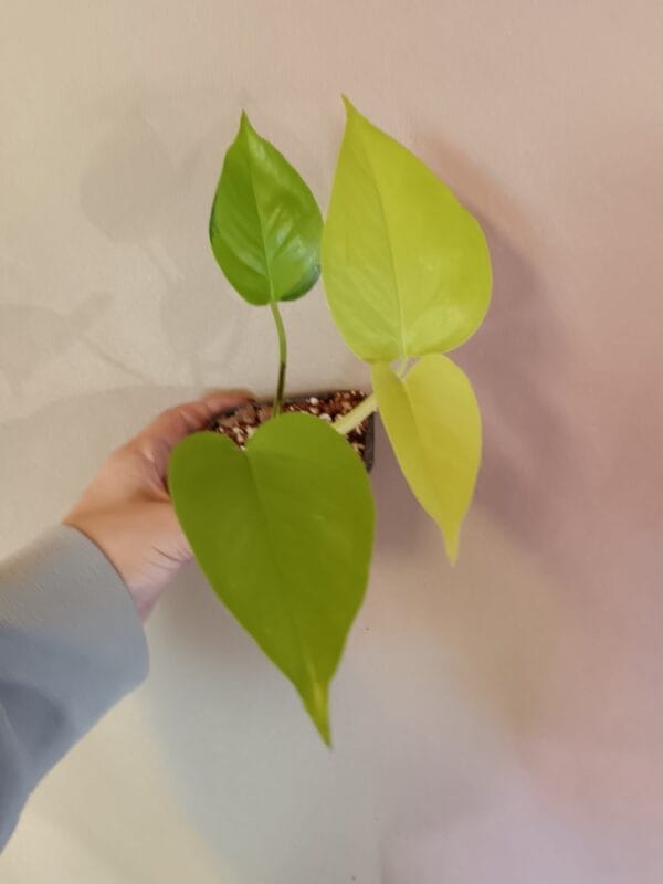 Epipremnum Neon (Kultaköynnös)