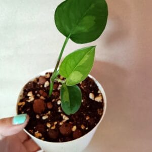 Epipremnum Global Green (Kultaköynnös)