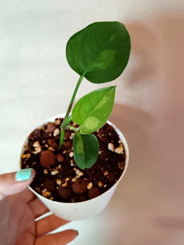 Epipremnum Global Green (Kultaköynnös)