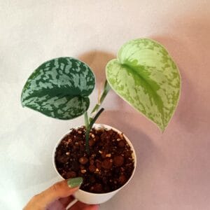 Scindapsus pictus (Hopeaköynnös)