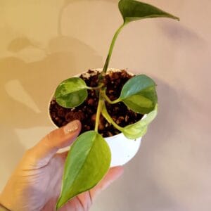 Epipremnum Global Green (Kultaköynnös)