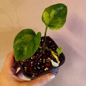 Epipremnum Global Green (Kultaköynnös)