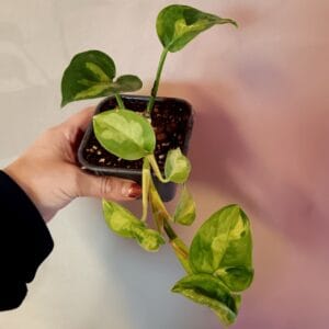 Epipremnum Global Green (Kultaköynnös)