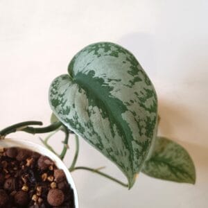 Scindapsus pictus (Hopeaköynnös)
