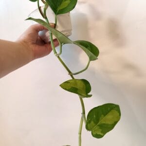Epipremnum Global Green (Kultaköynnös)