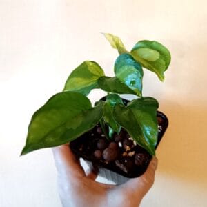 Epipremnum Global Green (Kultaköynnös)